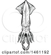Poster, Art Print Of Sketched Squid