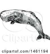 Sketched Sperm Whale
