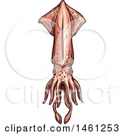 Clipart Of A Sketched Squid Royalty Free Vector Illustration