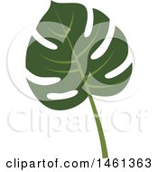 Poster, Art Print Of Split Leaf Philodendron Leaf