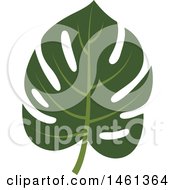 Poster, Art Print Of Split Leaf Philodendron Leaf