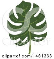 Poster, Art Print Of Split Leaf Philodendron Leaf