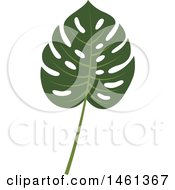 Poster, Art Print Of Split Leaf Philodendron Leaf