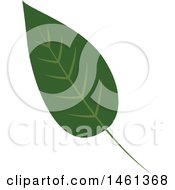 Poster, Art Print Of Green Eucalyptus Leaf