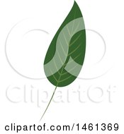 Clipart Of A Green Eucalyptus Leaf Royalty Free Vector Illustration