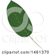 Poster, Art Print Of Green Eucalyptus Leaf