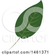 Clipart Of A Green Eucalyptus Leaf Royalty Free Vector Illustration