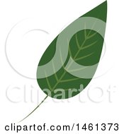 Poster, Art Print Of Green Eucalyptus Leaf