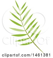 Poster, Art Print Of Green Palm Branch