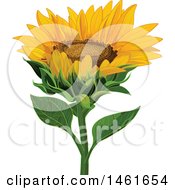 Clipart Of A Sunflower Head Royalty Free Vector Illustration