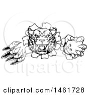 Clipart Of A Vicious Wildcat Mascot Slashing Through A Wall And Holding A Bowling Ball Royalty Free Vector Illustration