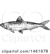 Poster, Art Print Of Sketched Black And White Sardine Fish