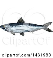 Poster, Art Print Of Sketched Sardine Fish