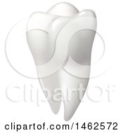 Poster, Art Print Of Human Tooth