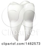 Poster, Art Print Of Human Tooth