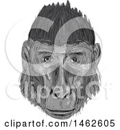 Grayscale Crested Black Macaque Monkey Face In Drawing Sketch Style