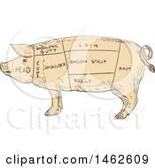Poster, Art Print Of Pig Profile Showing Cuts Of Meat In Drawing Sketch Style