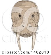 Walrus Face In Drawing Sketch Style