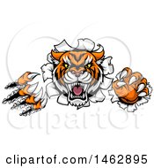 Clipart Of A Vicious Tiger Mascot Slashing Through A Wall Royalty Free Vector Illustration