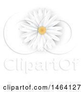 Clipart Of A White Daisy Background Or Business Card Design Royalty Free Vector Illustration by KJ Pargeter