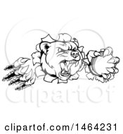 Poster, Art Print Of Black And White Vicious Bear Mascot Slashing Through A Wall With A Cricket Ball In A Paw