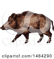 Poster, Art Print Of Sketched Boar