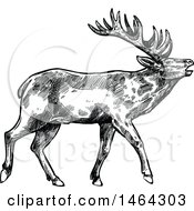 Clipart Of A Sketched Black And White Deer Royalty Free Vector Illustration