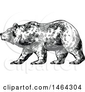 Clipart Of A Sketched Black And White Bear Royalty Free Vector Illustration