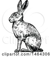 Poster, Art Print Of Sketched Black And White Rabbit