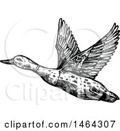 Clipart Of A Sketched Black And White Flying Mallard Duck Royalty Free Vector Illustration