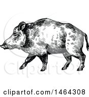 Clipart Of A Sketched Black And White Boar Royalty Free Vector Illustration