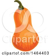 Clipart Of A Squash Royalty Free Vector Illustration