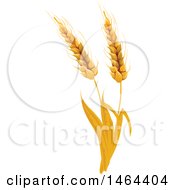 Clipart Of Stalks Of Wheat Royalty Free Vector Illustration