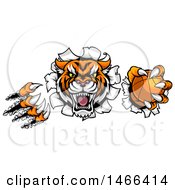 Clipart Of A Vicious Tiger Mascot Slashing Through A Wall With A Basketball Royalty Free Vector Illustration