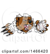 Clipart Of A Vicious Aggressive Bear Mascot Slashing Through A Wall With A Baseball In A Paw Royalty Free Vector Illustration