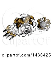 Clipart Of A Vicious Tough Bulldog Monster Shredding Through A Wall With A Golf Ball In One Hand Royalty Free Vector Illustration