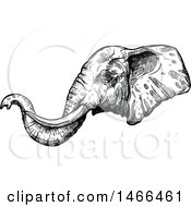 Poster, Art Print Of Sketched Black And White Elephant Head In Profile
