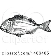 Poster, Art Print Of Sketched Black And White Gilt-Head Bream Fish