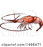 Sketched Shrimp