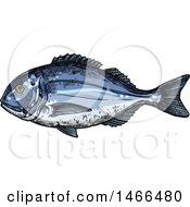 Clipart Of A Sketched Gilt Head Bream Fish Royalty Free Vector Illustration