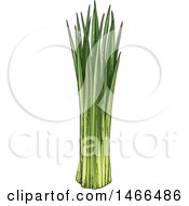 Clipart Of A Sketched Herb Chives Royalty Free Vector Illustration