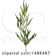 Clipart Of A Sketched Herb Tarragon Royalty Free Vector Illustration