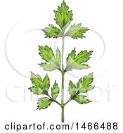 Clipart Of A Sketched Herb Parsley Royalty Free Vector Illustration