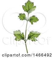 Clipart Of A Sketched Herb Cilantro Royalty Free Vector Illustration