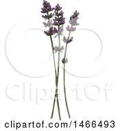 Clipart Of A Sketched Herb Lavender Royalty Free Vector Illustration