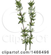 Poster, Art Print Of Sketched Herb Thyme