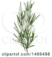 Poster, Art Print Of Sketched Herb Rosemary