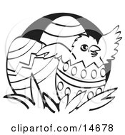 Baby Chicken Hatching Out Of A Decorated Easter Egg Black And White Clipart Illustration