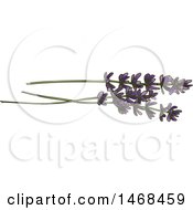 Clipart Of Sketched Lavender Royalty Free Vector Illustration