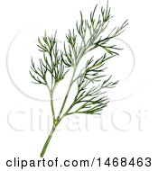 Poster, Art Print Of Sketched Herb Dill